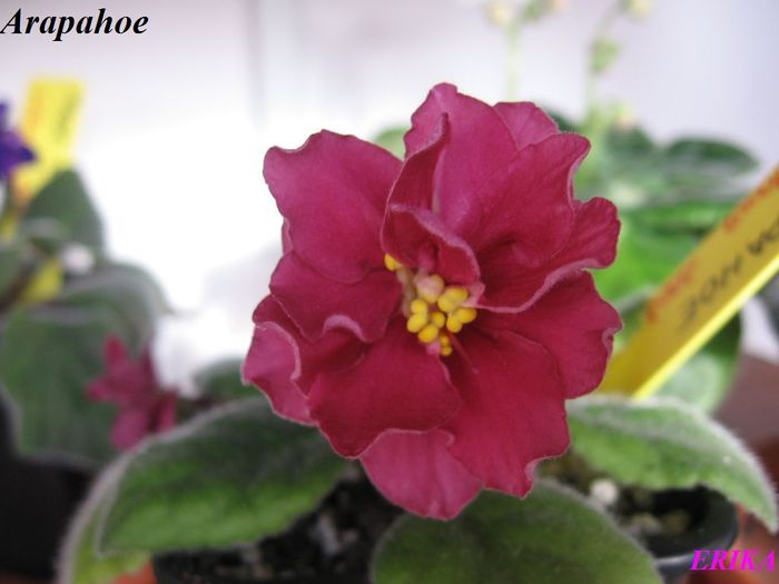 Arapahoe 2009 nov 19