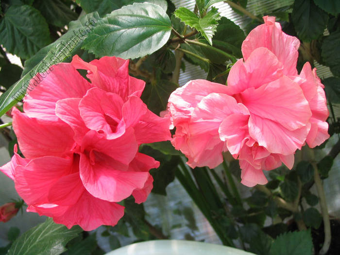 Hibiscus Comp GD CP 2