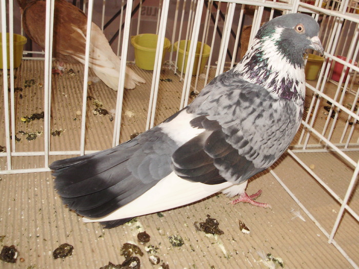 ciung pl 4 - 1510 rz