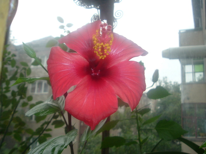 DSCF8680; hibi rosu simplu
