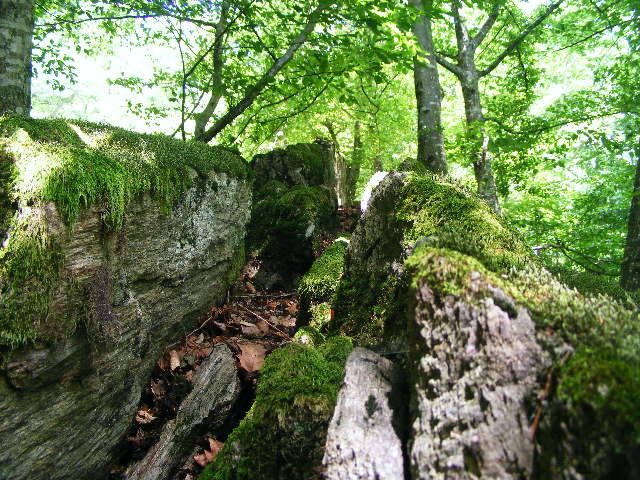 DSCF2593