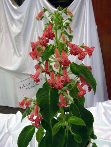 Kohleria_Montes_Friendship_2005avsa - violete de pe net