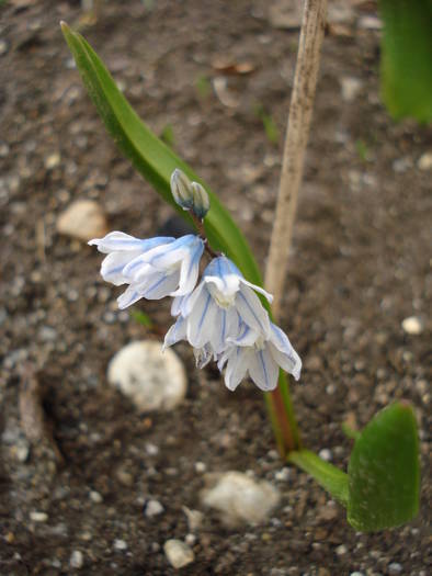 Puschkinia scilloides (2009, March 20) - PUSCHKINIA Scilloides