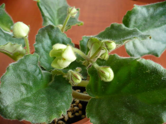 P1100363