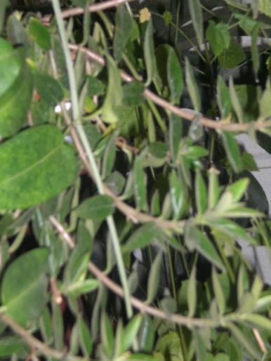 21 sept 2008 043; aeschinantus
