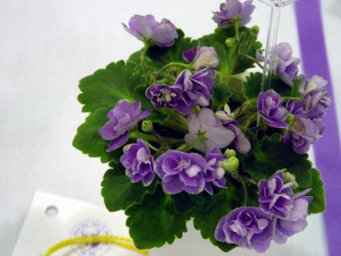 peppermint_girl_2005avsa - violete de pe net 1