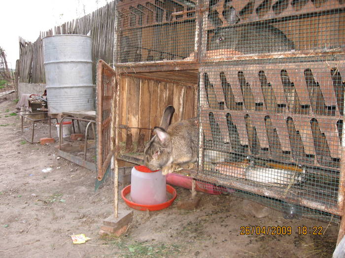 IMG_6906 - poze noi 26-04-2009