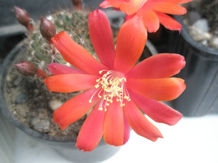 Rebutia fiebrigii - floare