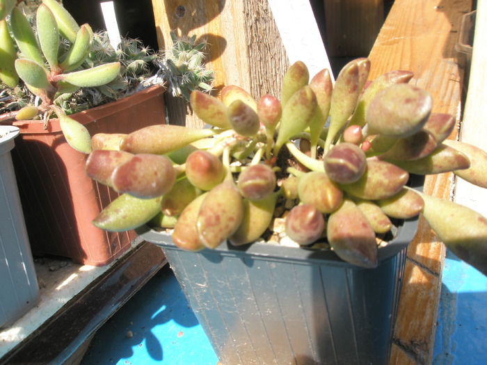 Adromischus cristatus v. clavifolius - Adromischus 2009