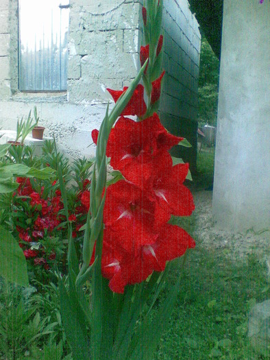 gladiola