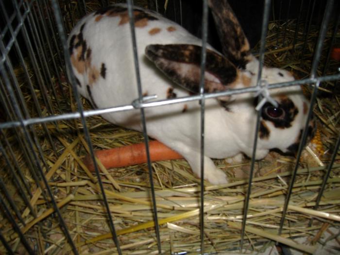 DISZNOVAGAS KEPEK 256