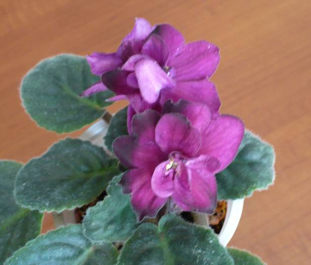 P1140247 - Saintpaulia - violete de camera