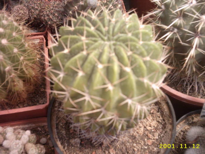 66-Lobivia ? - cactusi