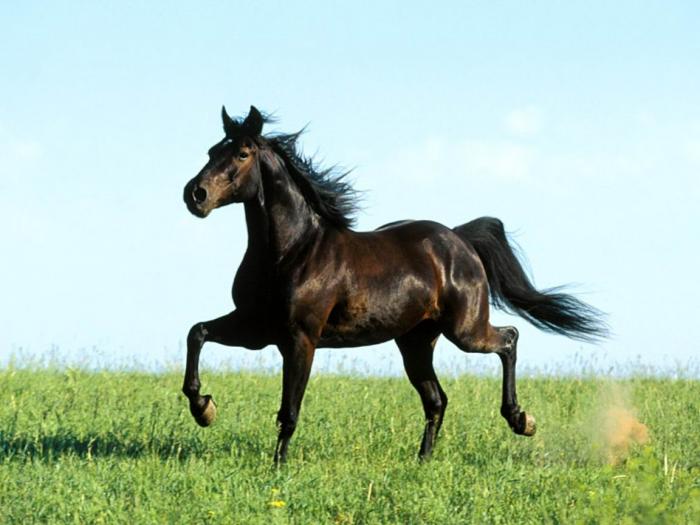 Distant Thunder, Missouri Foxtrotter - cai