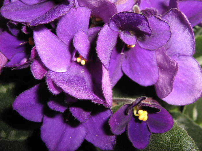 IMG_2256 - violete