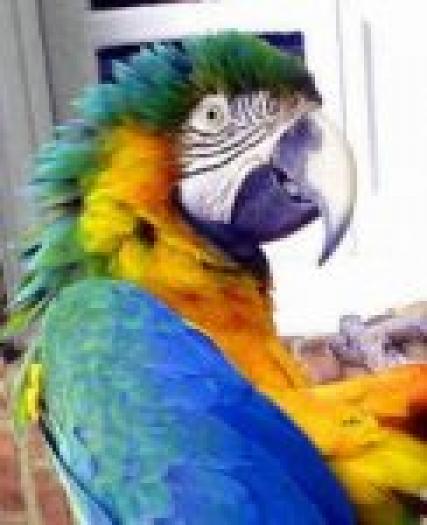 35_animale-vanzare-papagal20ara - PAPAGALI