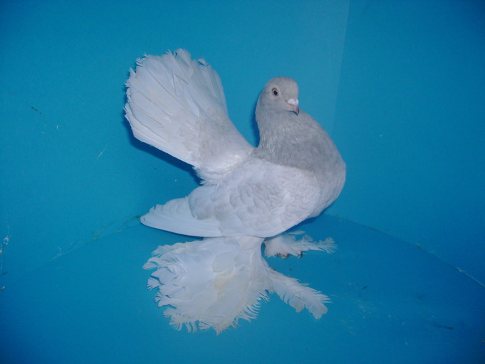 Rostower Positurtummler Silber