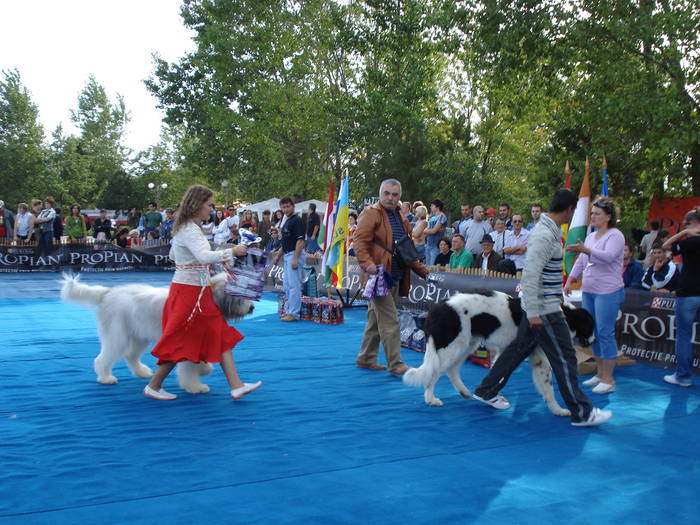 DSC07132 - 2007 EXPOZITIE CANINA