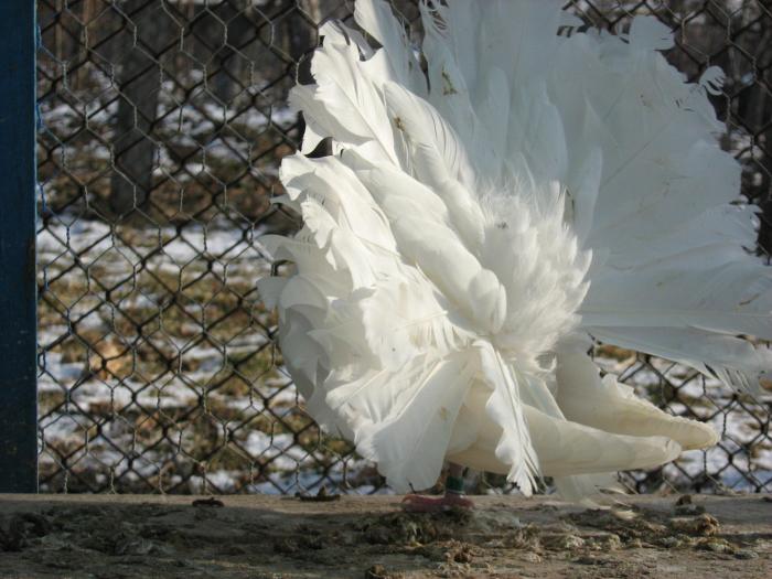 Picture 191 - Voltati 2009 vanduti