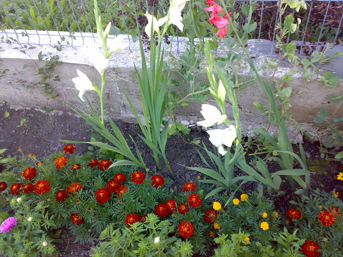 gladiole si craite - Florile din gradina mea - 2009