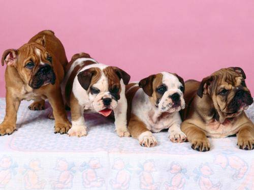 Brigada Diverse Catei Poze Caini Dogs Wallpapers
