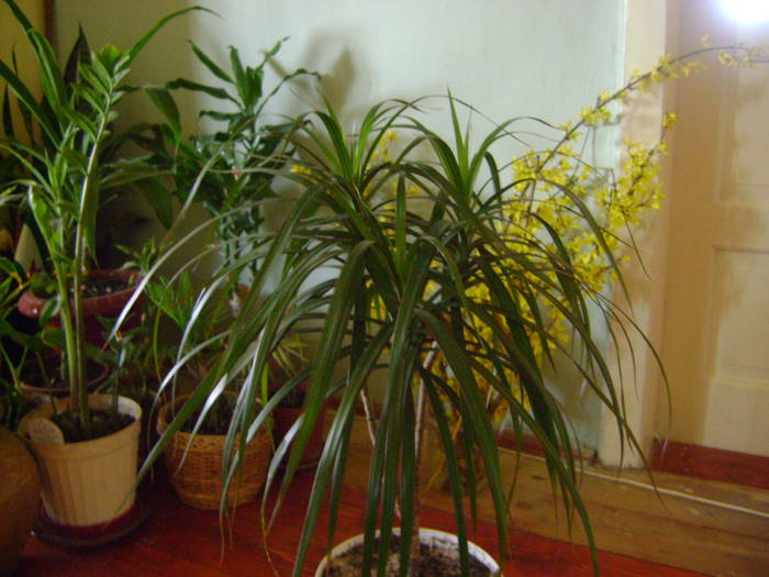 dracena; dracena
