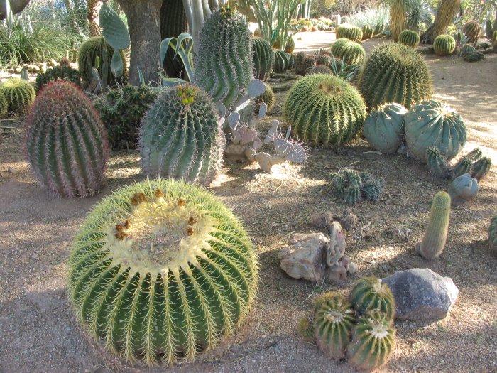 b-b-cactus-farm