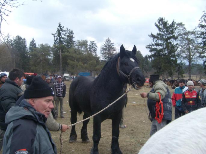 Negru - CAI RASA PERCHERON