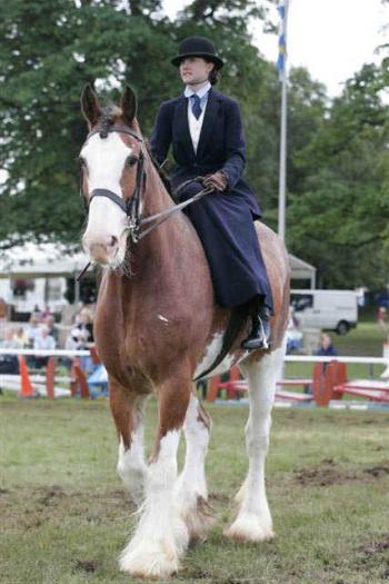 Clydesdale side saddle