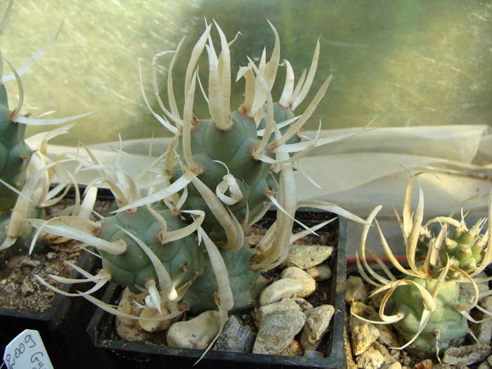 Tephrocactus articulatus v.syringacantus