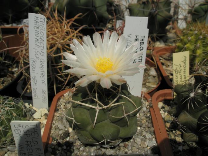 Thellocactus hexadrophorus