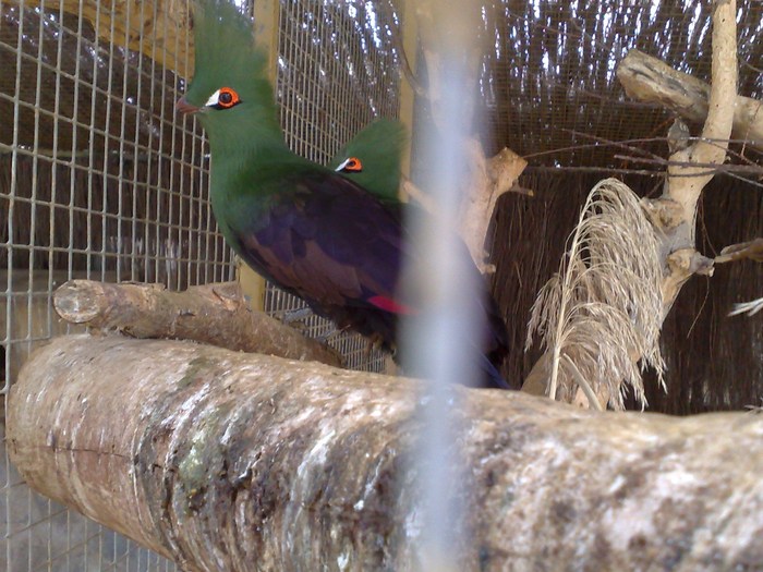 291120091096 - mini holiwood