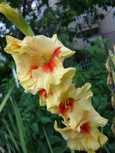 16 mai 2009 125