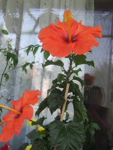 IMG_2204; hibi portocaliu
