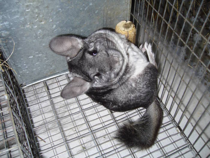 25.03.2008 19-59-28 - Chinchilla