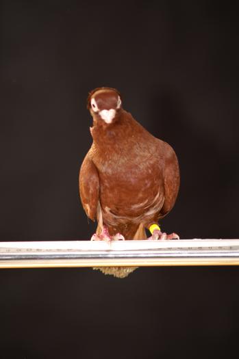 Picture 071 - jucatori de constanta