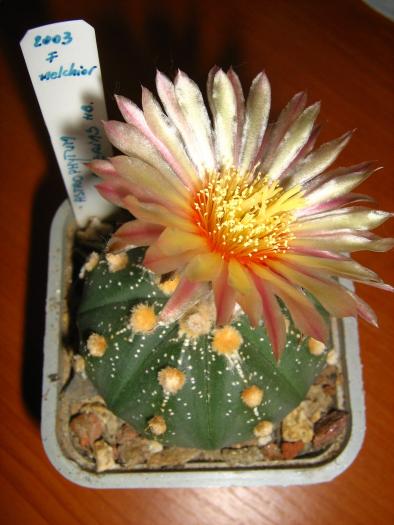 Astro.asterias hb.-floare