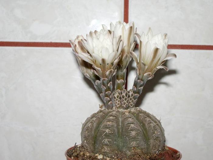 Gymnocalycium ragonesii