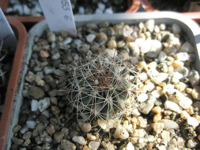 Echinofossulo nr. 6 ( e prea mic, dar nu prea pare ! ) - Echinofossulocactus