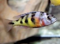 Haplochromis%20obliquidens - Pesti exotici