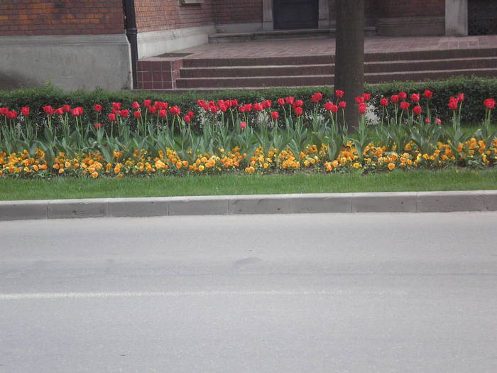 P4130244 - timisoara - centru