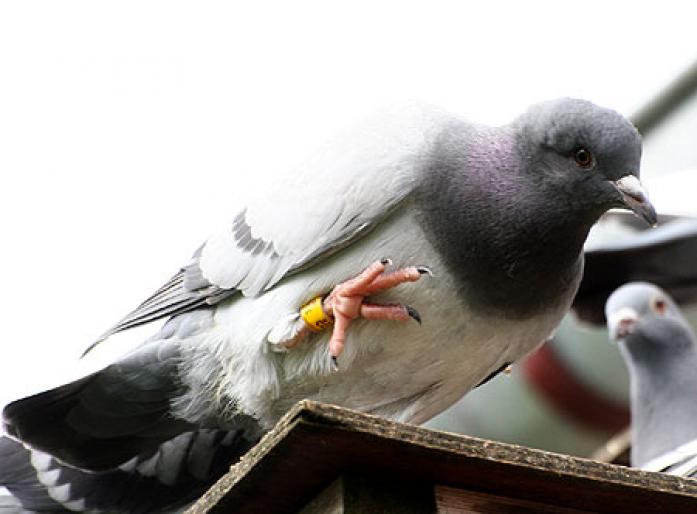 Noroc   Hello - Stop sacrificarea lasati porumbei sa zboare--Stop the slaughter let to fly pigeons