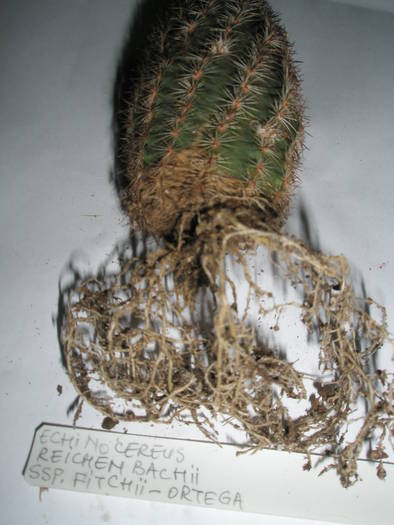 Echinocereus reichenbachii ssp.fitchii - RADACINI de cactus