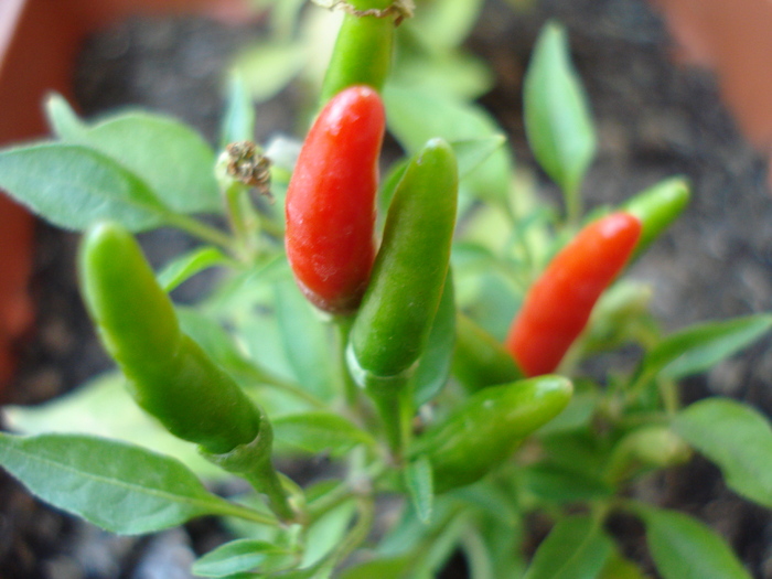 Demon Red Chili Pepper (2009, Aug.20)