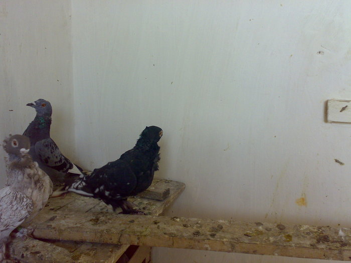 191020081414 - Tanasescu 1