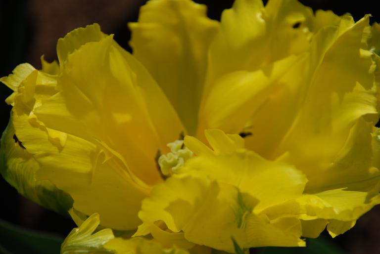 Afbeelding 809 - Keukenhof 2008