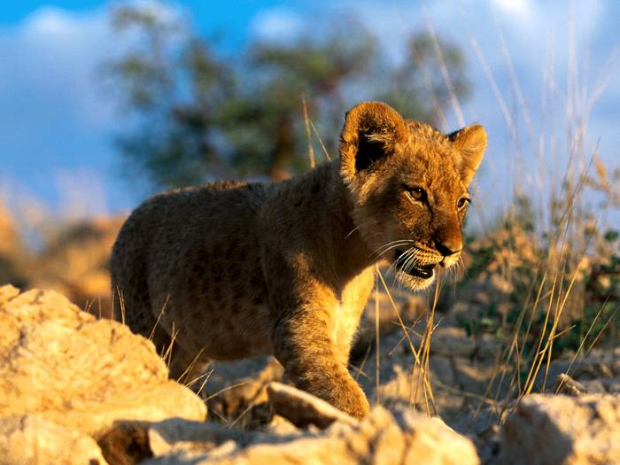 African Lion Cub - animale de tot felu