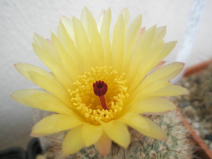 Notocactus brederoianus - floare - Notocactus