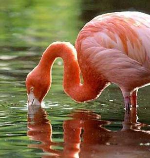 flamingo roz - pasari