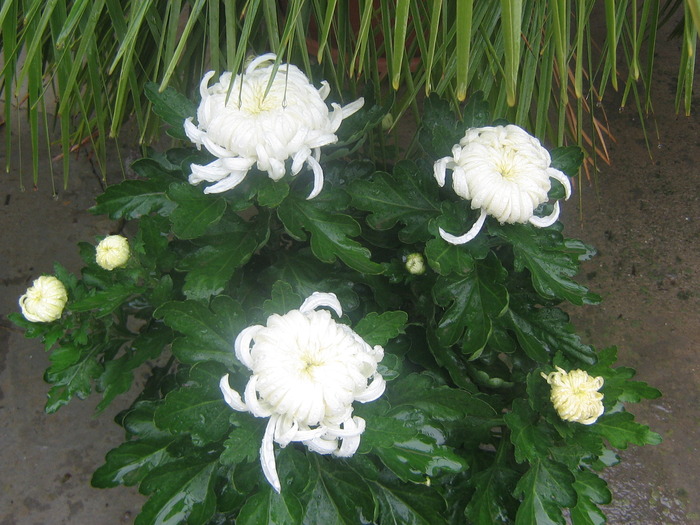 027 - Crizanteme tufanele 2009